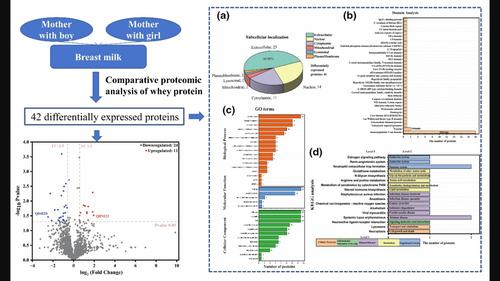 Comparative proteomics analysis of whey fractions from Korean mother's milk with different gender babies in the northeast China