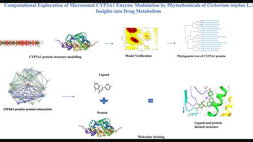 Computational exploration of microsomal cytochrome P450 3A1 enzyme modulation by phytochemicals of Cichorium intybus L.: Insights into drug metabolism