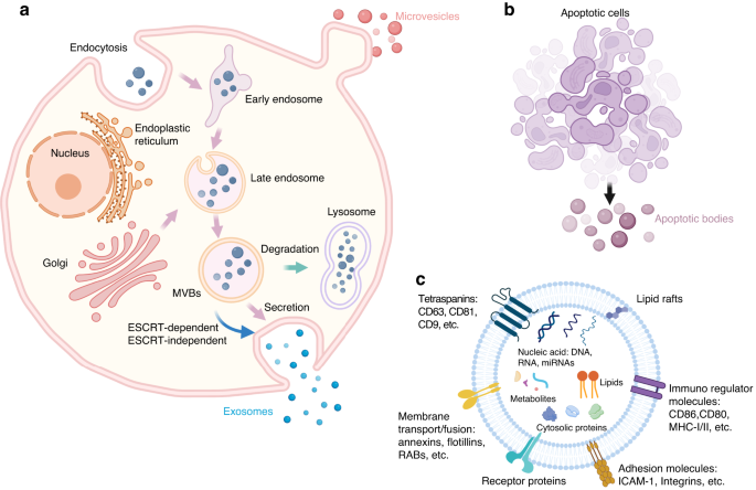 The role and applications of extracellular vesicles in osteoporosis