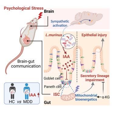 Psychological stress-induced microbial metabolite indole-3-acetate disrupts intestinal cell lineage commitment.