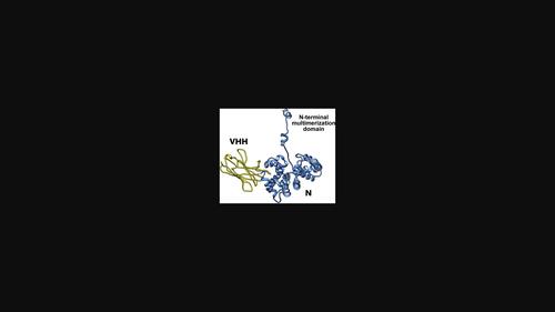 Structural flexibility of Toscana virus nucleoprotein in the presence of a single-chain camelid antibody