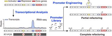 Promoter engineering of natural product biosynthetic gene clusters in actinomycetes: concepts and applications