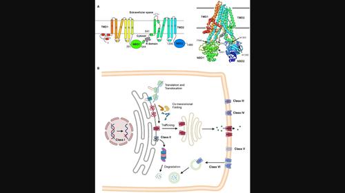 Cystic Fibrosis Modulator Therapies: Bridging Insights from CF to other Membrane Protein Misfolding Diseases