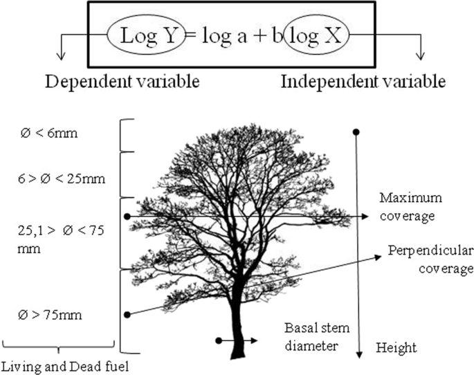 Allometric equations to calculate living and dead fuel loads in Mediterranean species