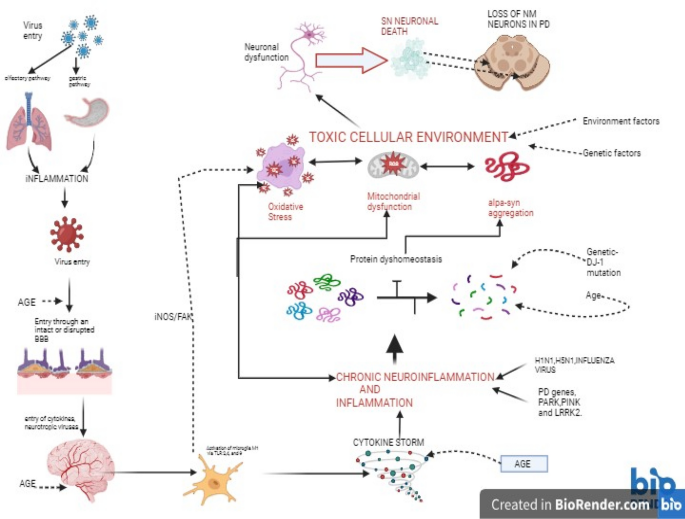 Virus-induced brain pathology and the neuroinflammation-inflammation continuum: the neurochemists view.