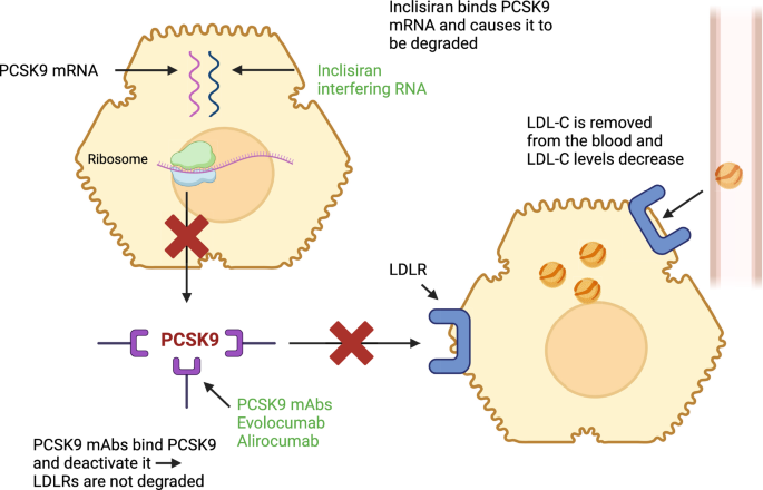 Long-Term Efficacy and Tolerability of PCSK9 Targeted Therapy: A Review of the Literature.