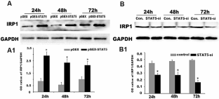 Nuclear translocation of STAT5 initiates iron overload in huntington's disease by up-regulating IRP1 expression.