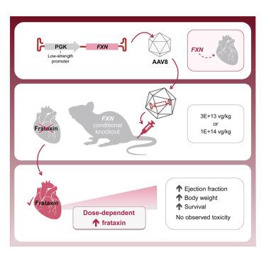 AAV8 Gene Therapy Reverses Cardiac Pathology and Prevents Early Mortality in a Mouse Model of Friedreich’s Ataxia