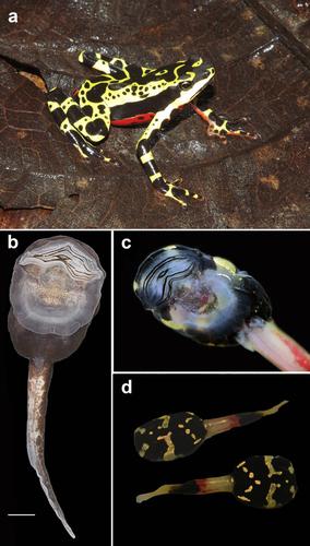 Harlequin frog tadpoles-comparative buccopharyngeal morphology in the gastromyzophorous tadpoles of the genus Atelopus (Amphibia, Anura, Bufonidae), with discussion on the phylogenetic and evolutionary implication of characters.