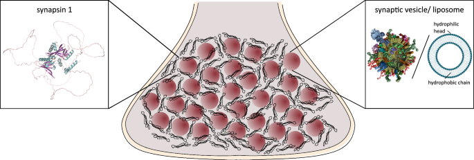 Vesicle condensation induced by synapsin: condensate size, geometry, and vesicle shape deformations