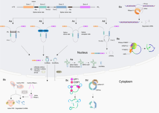 Circular RNAs: Regulators of endothelial cell dysfunction in atherosclerosis.