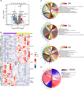 Identification ATP5F1D as a Biomarker Linked to Diagnosis, Prognosis, and Immune Infiltration in Endometrial Cancer Based on Data-Independent Acquisition (DIA) Analysis.