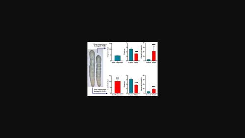 Establishment of diabetes mellitus model using Bombyx mori silkworms in a low-temperature environment