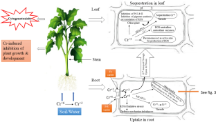 Chromium-induced phytotoxicity and its impact on plant metabolism