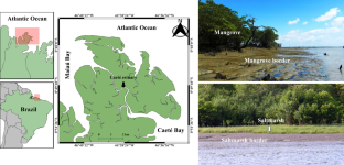 Variation in macrobenthic community of vegetated and unvegetated habitats in a macrotidal estuary of northern Brazilian Amazon coast