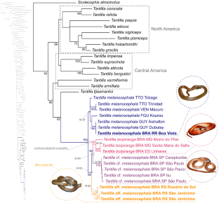 Integrated evidence sheds light on the taxonomy of the widespread Tantilla melanocephala species complex (Serpentes: Colubridae) and indicates the existence of a new species from southern South America