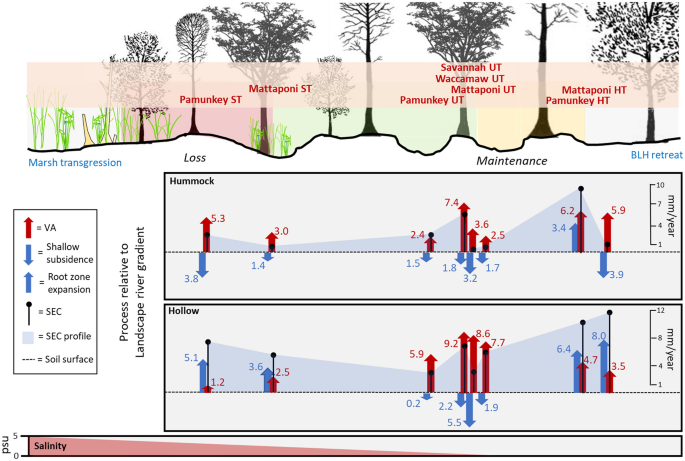 Correction: Presence of Hummock and Hollow Microtopography Reflects Shifting Balances of Shallow Subsidence and Root Zone Expansion Along Forested Wetland River Gradients