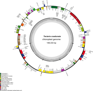 Chloroplast genome sequence of Tectaria coadunata (Tectariaceae), plastome features, mutational hotspots and comparative analysis