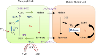 Understanding the biochemical, physiological, molecular, and synthetic biology approaches towards the development of C4 rice (Oryza sativa L.)