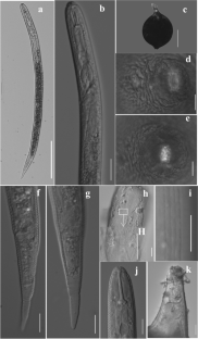 Cactodera guizhouensis n. sp. (Nematoda: Heteroderinae), a new species of cyst-forming nematode parasitizing potato in Guizhou, China