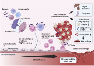 Septic Coagulopathy: Pathophysiology, Diagnosis, and Therapeutic Strategies