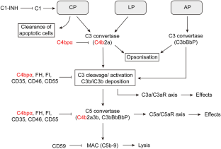 The Complement System and C4b-Binding Protein: A Focus on the Promise of C4BPα as a Biomarker to Predict Clopidogrel Resistance.