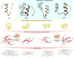 Charge manipulation of the human insulin B chain C-terminal to shed light on the complex mechanism of insulin fibrillation