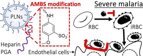 Enhanced Antimalarial and Antisequestration Activity of Methoxybenzenesulfonate-Modified Biopolymers and Nanoparticles for Tackling Severe Malaria