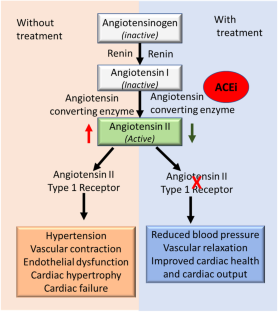 Pharmacogenetic study of CES1 gene and enalapril efficacy.