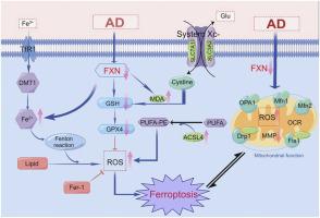 Protective effect of FXN overexpression on ferroptosis in L-Glu-induced SH-SY5Y cells