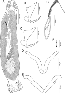 Two new species of dactylogyrids (Monogenea: Dactylogyridae) infecting the gill filaments of fishes in the southern Peruvian Amazon.