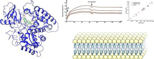 The effect of membrane composition on the interaction between human CYP51 and its flavonoid inhibitor - luteolin 7,3′-disulfate