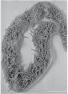 Patterns in Transmission of Marine Bird Parasites in the High Arctic: The Case of Acanthocephalans Polymorphus phippsi (Palaeacanthocephala, Polymorphidae)