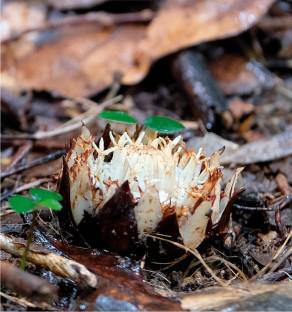 Thonningia alba (Balanophoraceae), a new root holoparasitic species from Madagascar