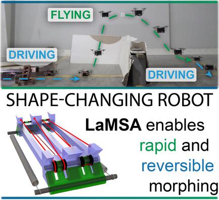 Rapid and Reversible Morphing to Enable Multifunctionality in Robots