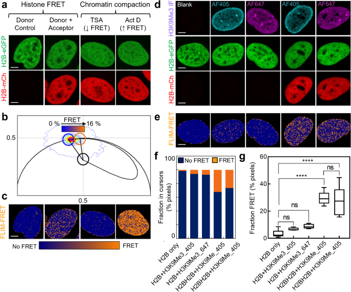 Histone FRET reports the spatial heterogeneity in nanoscale chromatin architecture that is imparted by the epigenetic landscape at the level of single foci in an intact cell nucleus.