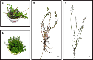 Morphological and physiological response of amphibious Rotala rotundifolia from emergent to submerged form.