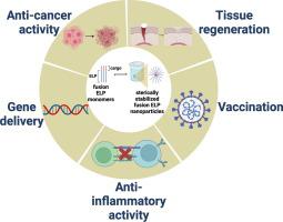 Steric stabilization of bioactive nanoparticles using elastin-like polypeptides