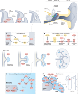 The multifaceted links between hearing loss and chronic kidney disease