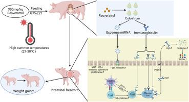 Maternal resveratrol improves the intestinal health and weight gain of suckling piglets under high summer temperatures: The involvement of exosome-derived microRNAs and immunoglobin in colostrum