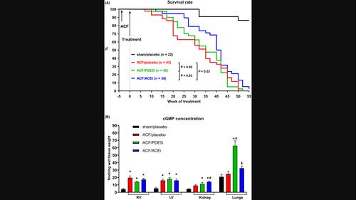 The impact of phosphodiesterase-5 inhibition or angiotensin-converting enzyme inhibition on right and left ventricular remodeling in heart failure due to chronic volume overload.