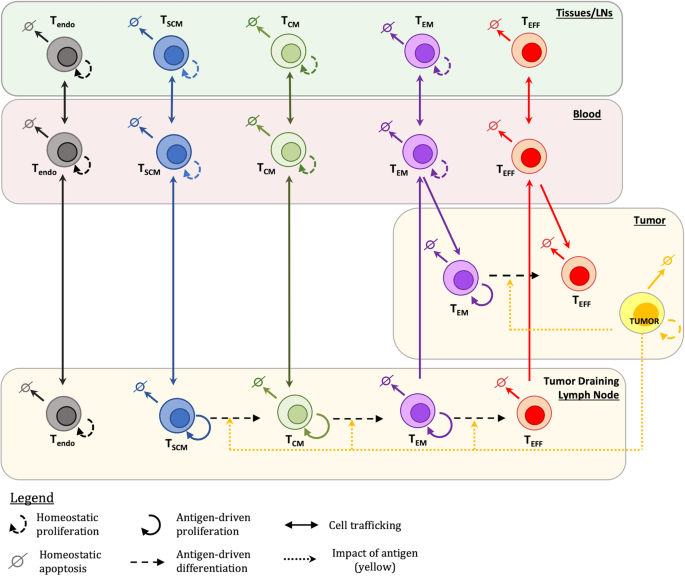 "Digital twins elucidate critical role of T<sub>scm</sub> in clinical persistence of TCR-engineered cell therapy".