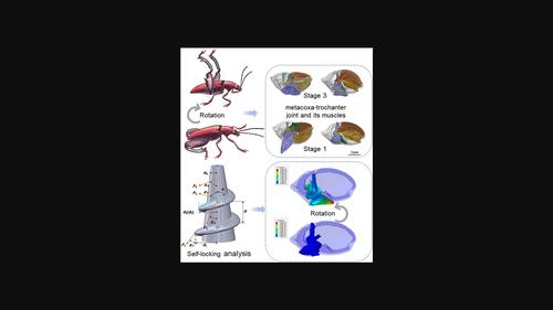 A self-locking mechanism of the frog-legged beetle Sagra femorata.