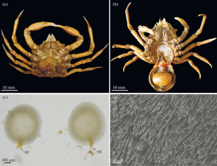 Scyra bidentata (A. Milne-Edwards, 1873) (Brachyura: Epialtidae)—A New Host of the Rhizocephalan Parasacculina pilosella (Van Kampen & Boschma, 1925) (Rhizocephala: Polyascidae)