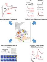 Astrocytic Na+, K+ ATPases in physiology and pathophysiology