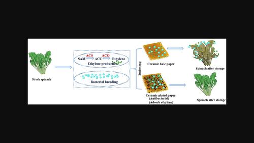 Preparation and properties of antibacterial food-preservative paper incorporating ceramic pigments