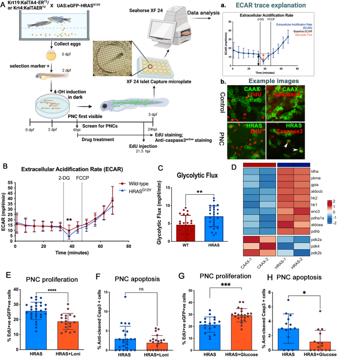 Preneoplastic cells switch to Warburg metabolism from their inception exposing multiple vulnerabilities for targeted elimination.