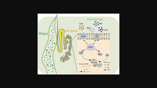 BmSLC7A5 is essential for silk protein synthesis and larval development in Bombyx mori.