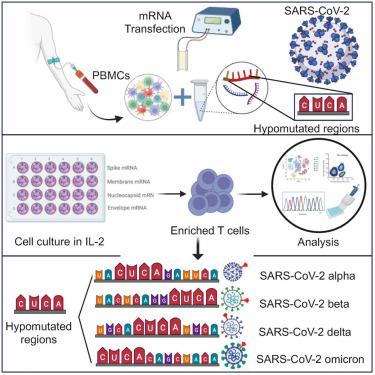 Expanded specific T cells to hypomutated regions of the SARS-CoV-2 using mRNA electroporated antigen presenting cells.