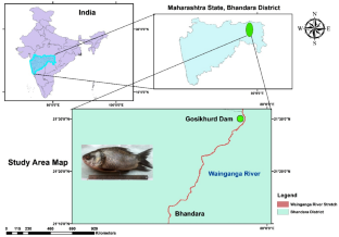 Report on the Incidence of Skeletal Deformities in Labeo catla (Hamilton, 1822) Collected from Wainganga River, Maharashtra, India